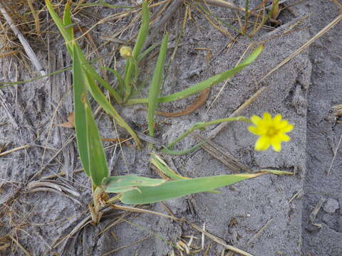 Image of Scorzonera parviflora Jacq.