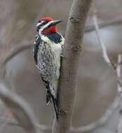 Image of Sapsucker