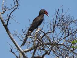 Image of Crowned Hornbill