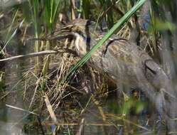 Image of American Bittern