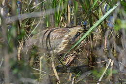 Image of American Bittern