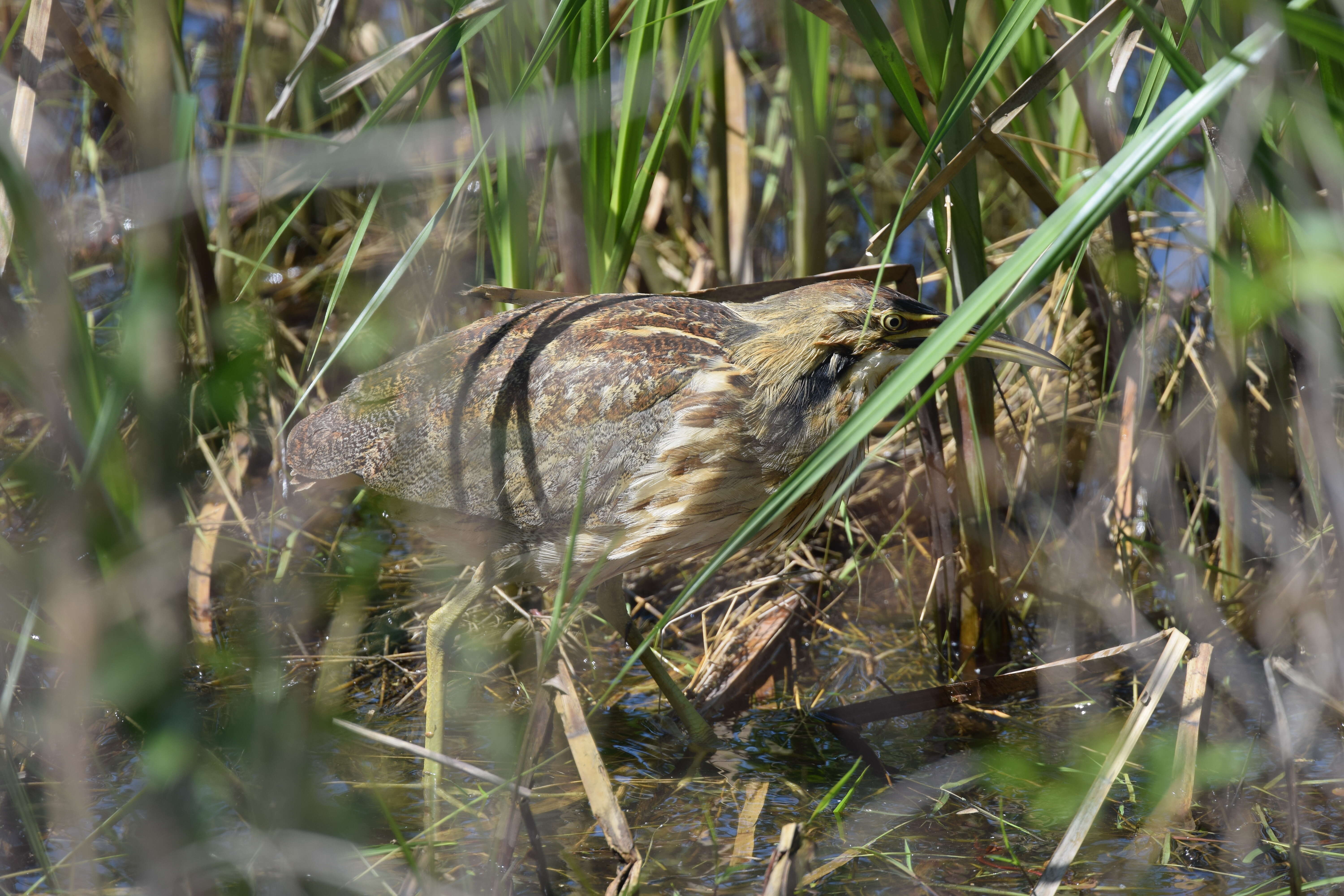 Image of American Bittern