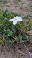 Imagem de Barleria marginata Oliv.