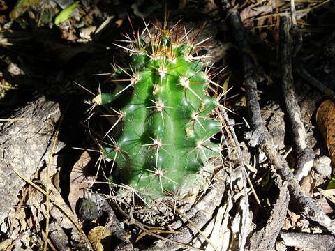 Image of Allicoche hedgehog cactus