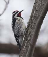 Image of Sapsucker