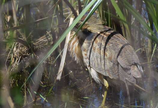 Image of American Bittern