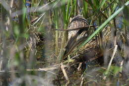 Image of American Bittern