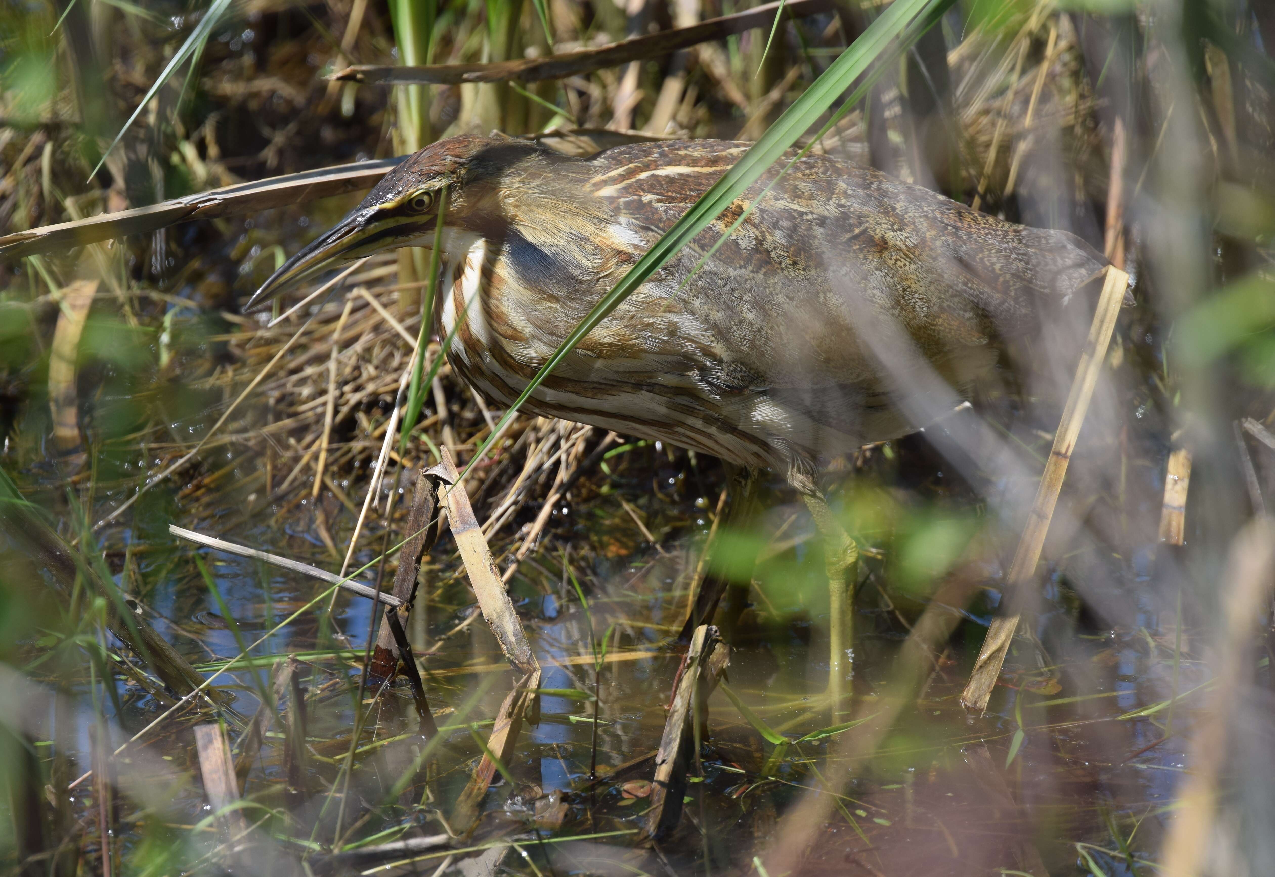 Image of American Bittern