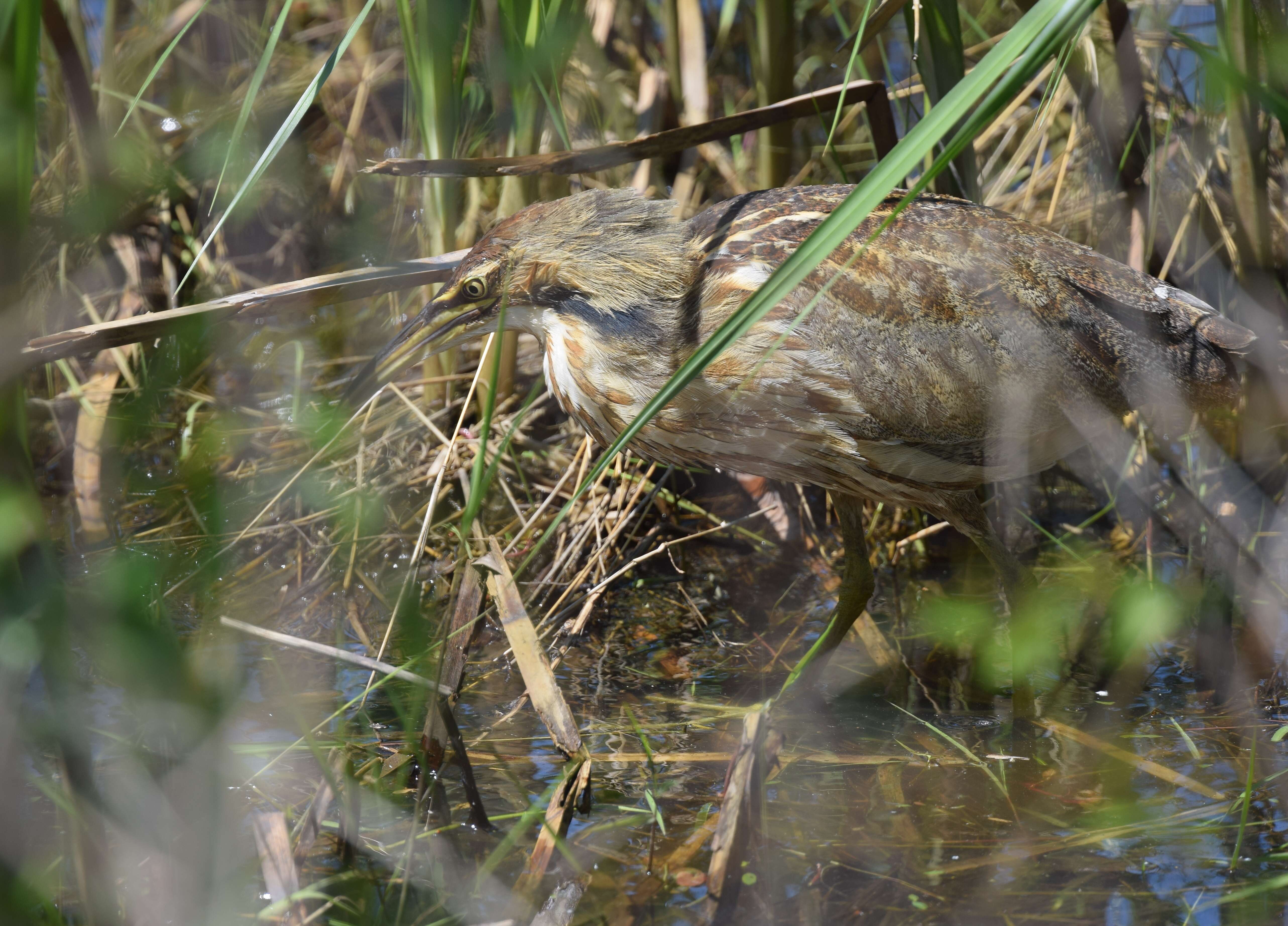 Image of American Bittern