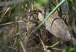 Image of American Bittern