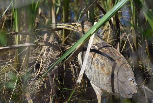 Image of American Bittern