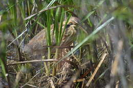 Image of American Bittern