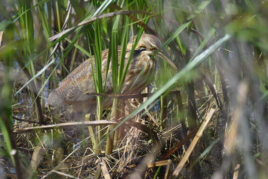 Image of American Bittern