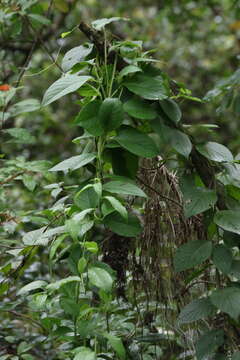 Image of Heliotropium verdcourtii Craven