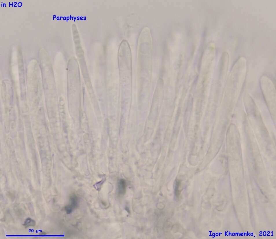 Image of Psilachnum inquilinum (P. Karst.) Dennis 1962