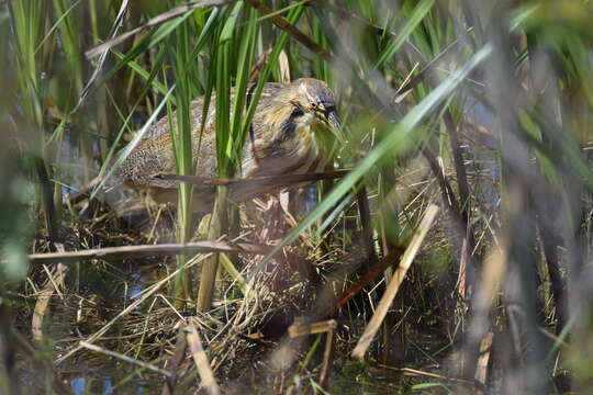 Image of American Bittern