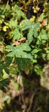 Image of Tropaeolum smithii DC.