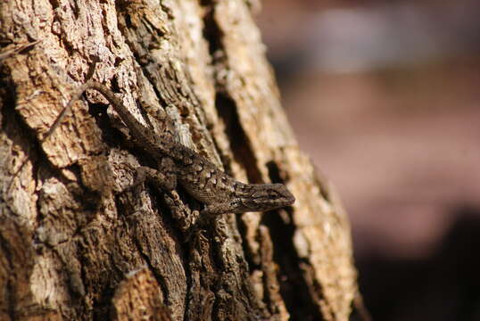 Sceloporus cautus Smith 1938 resmi