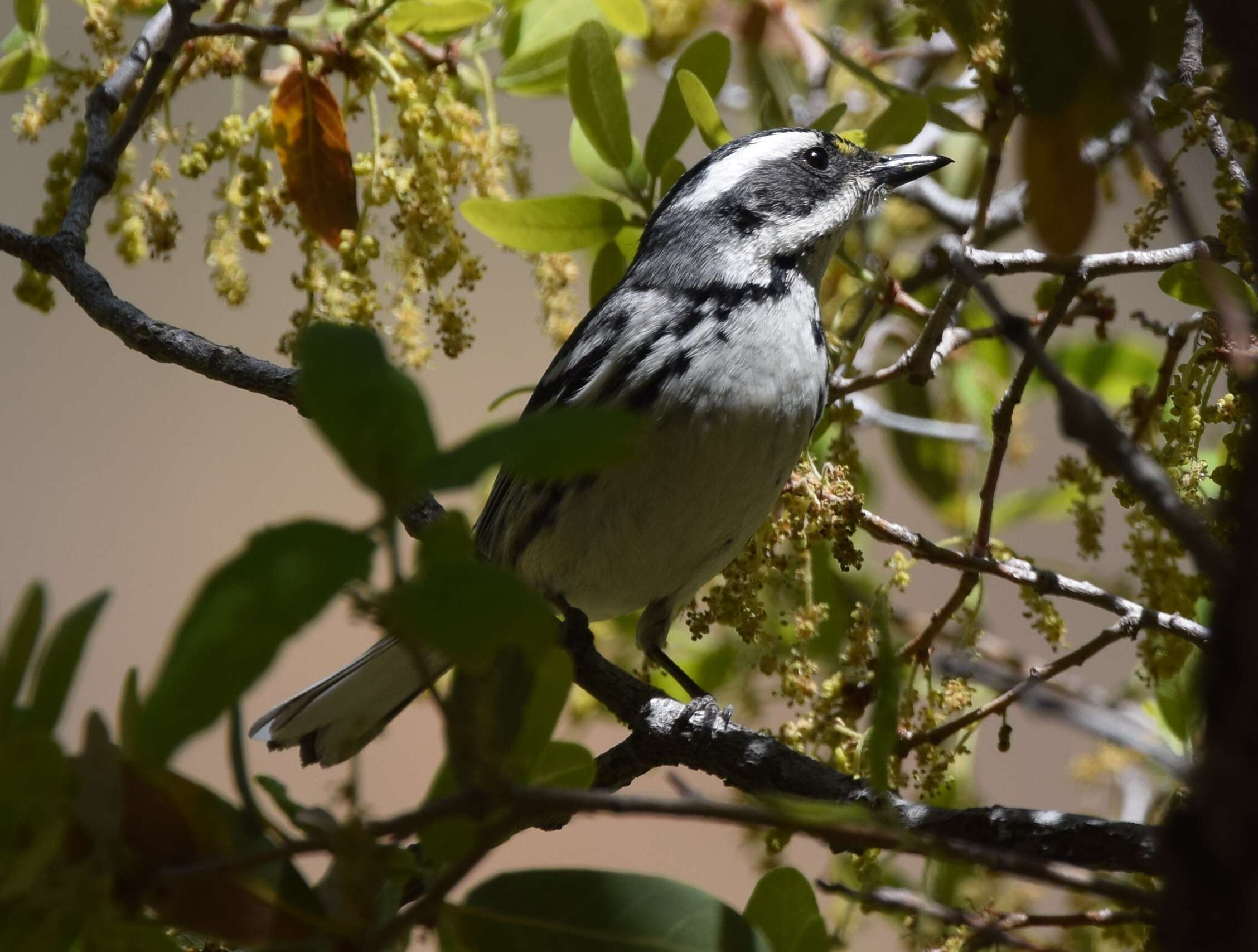 Image of Black-throated Grey Warbler