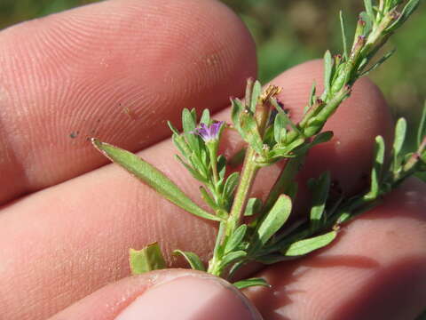 Plancia ëd Lythrum tribracteatum Sprengel