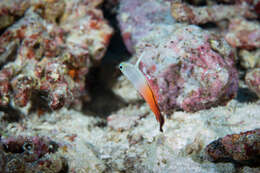 Image of Fire Dartfish