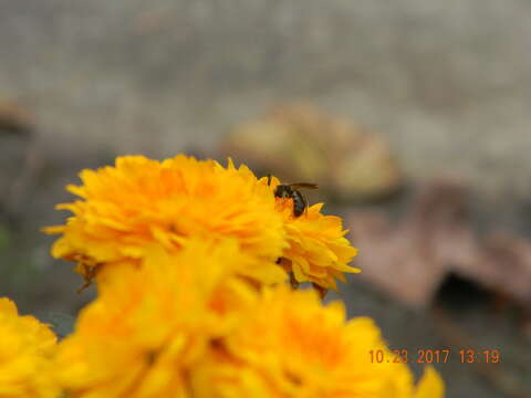 Lasioglossum fuscipenne (Smith 1853)的圖片