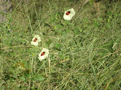 Hibiscus vitifolius L.的圖片