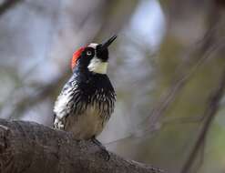 Image of Acorn Woodpecker