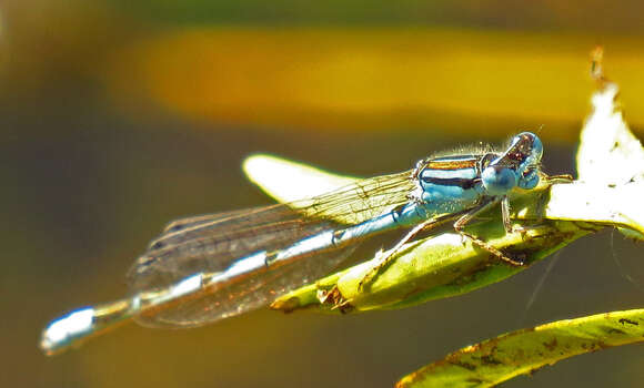 Image of Big Bluet