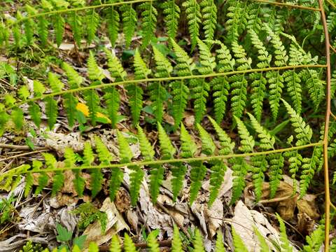 Image of Limp-Leaf Fern