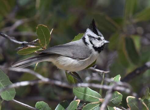 Image de Mésange arlequin