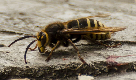 Image of Vespa crabro altaica Perkins 1910