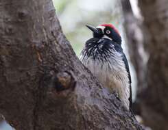 Image of Acorn Woodpecker