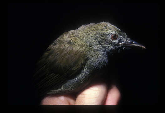 Image of Toro Olive Greenbul