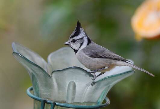 Image de Mésange arlequin