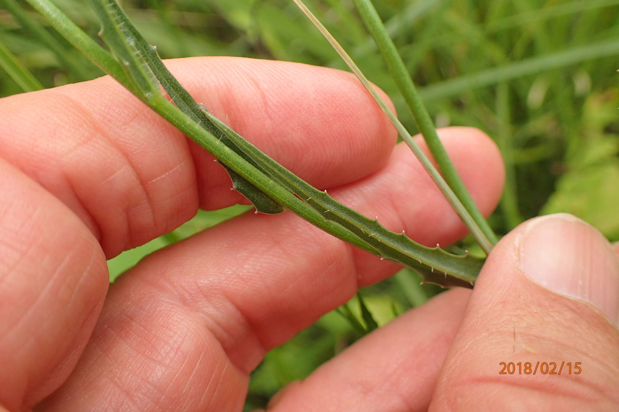 صورة Wahlenbergia krebsii Cham.