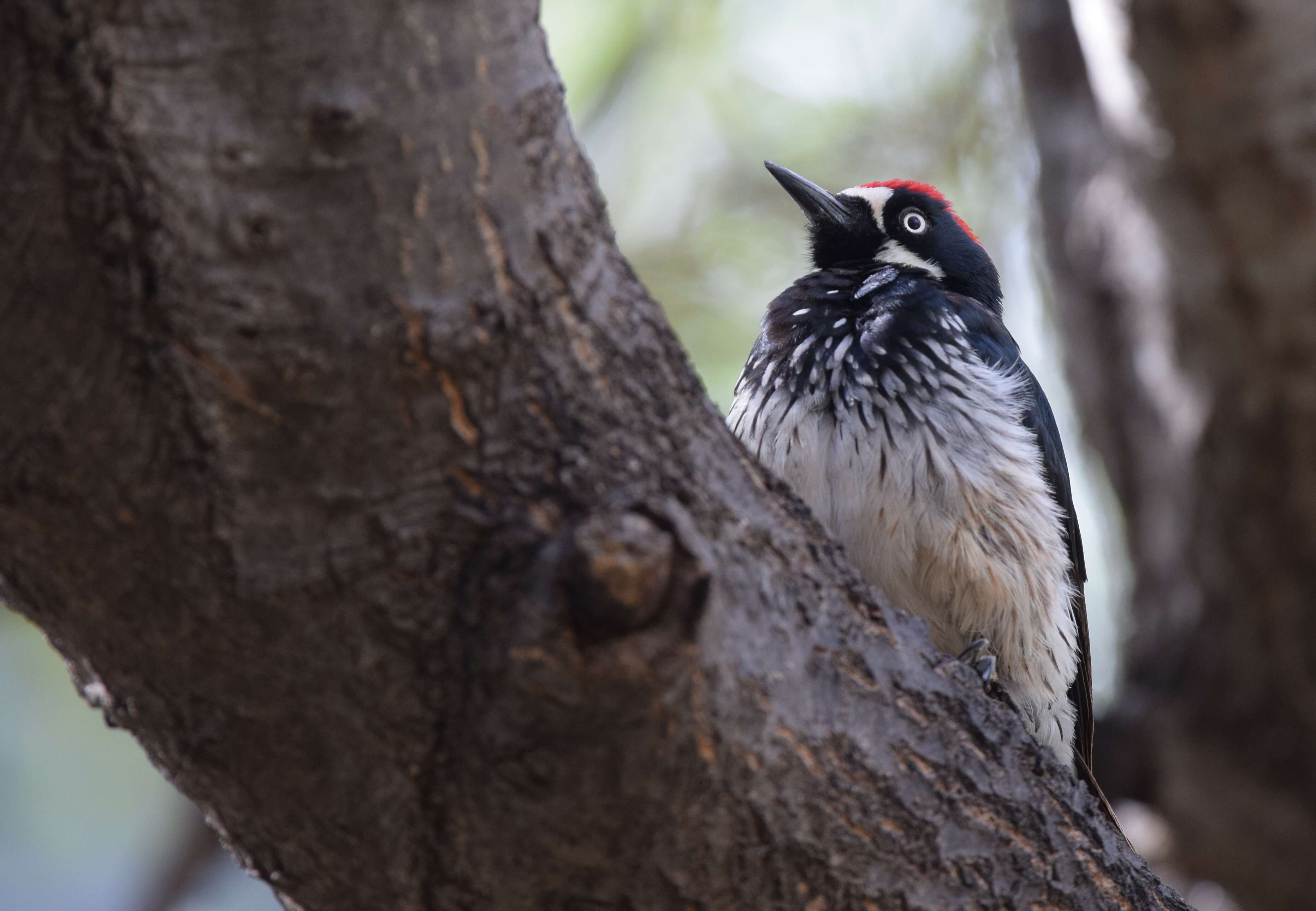 Image of Acorn Woodpecker