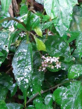 Image of Pellionia radicans (Sieb. & Zucc.) Wedd.