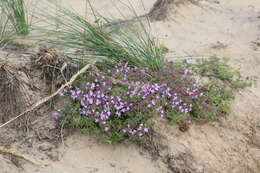 Слика од Thymus serpyllum L.