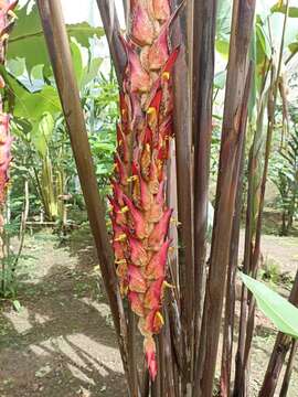 Image of Heliconia regalis L. Andersson