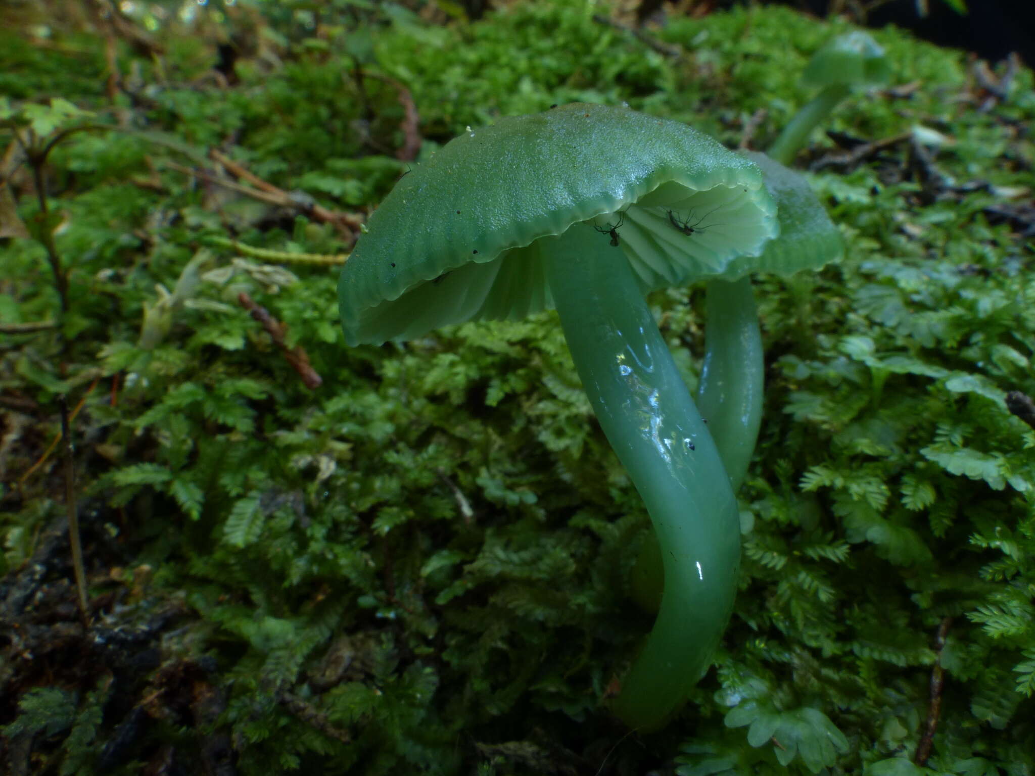 Image of Gliophorus viridis (G. Stev.) E. Horak 1971