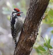 Image of Red-naped Sapsucker