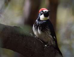 Image of Acorn Woodpecker