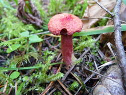 Image of Boletinus asiaticus Singer 1938