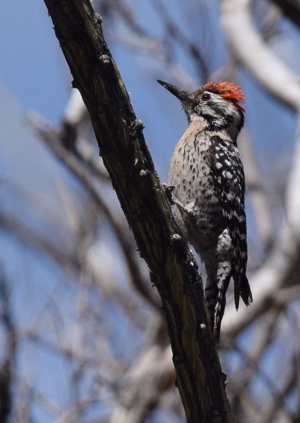 Image of Ladder-backed Woodpecker