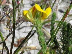 Image of Aspalathus linguiloba R. Dahlgren