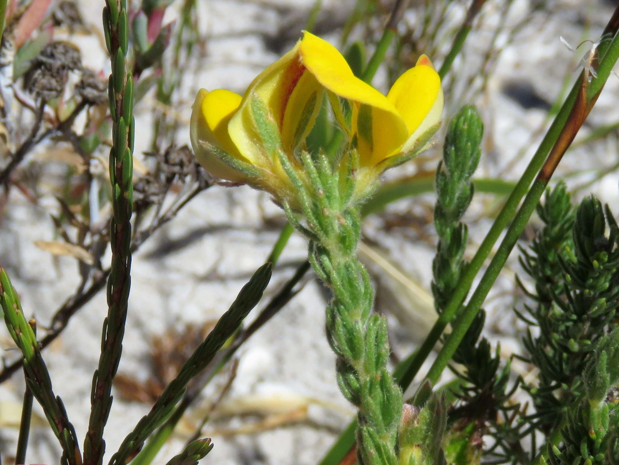 Plancia ëd Aspalathus linguiloba R. Dahlgren