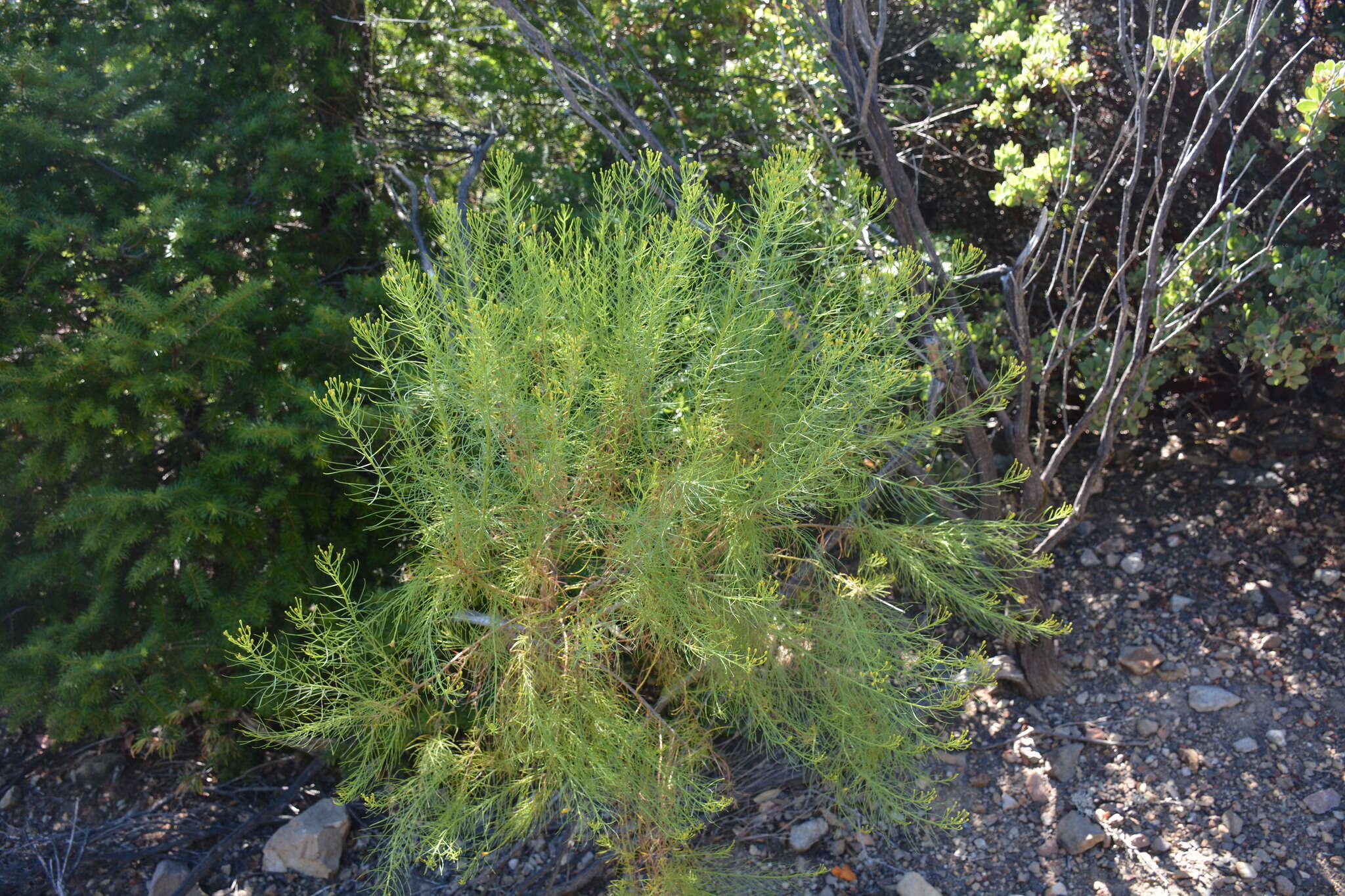 Imagem de Ericameria arborescens (A. Gray) Greene