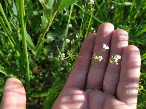 Image of Fen Bedstraw