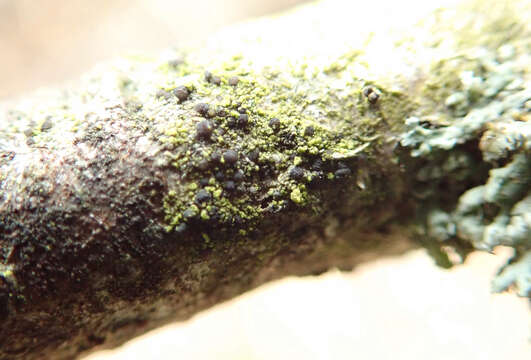 Image of scoliciosporum lichen